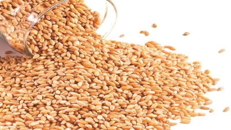 गढवाका किसानलाई ५० प्रतिशत अनुदानमा गहुँको बीउ वितरण सुरु