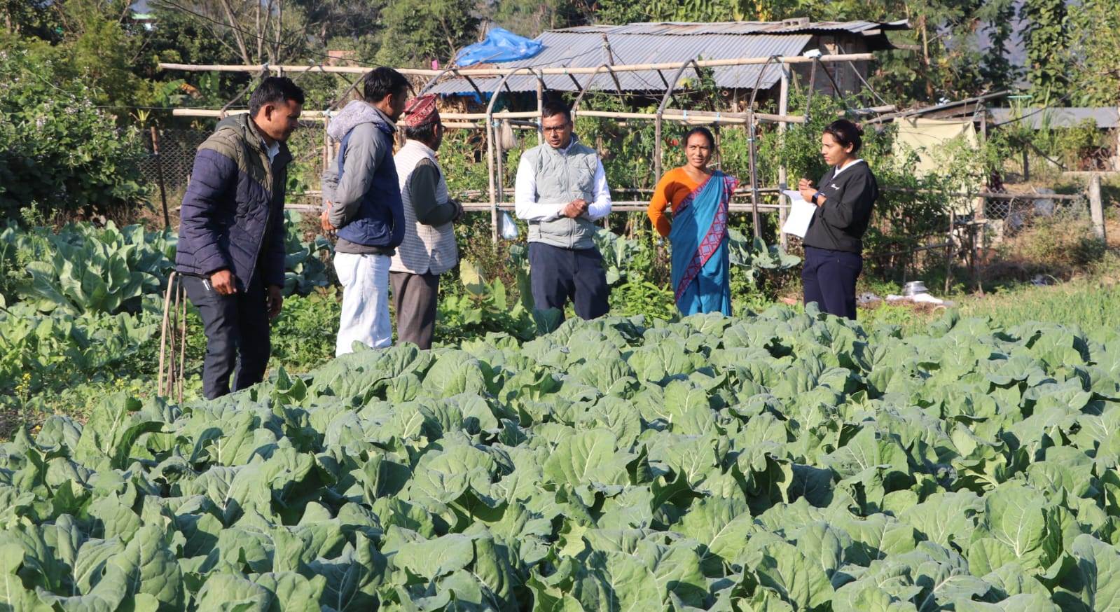 राप्तीमा करार खेती कार्यक्रम प्रभावकारी बन्दै, कृषक उत्साहित