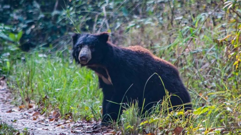 देउखुरीमा भालुको आक्रमणबाट एक महिला घाइते