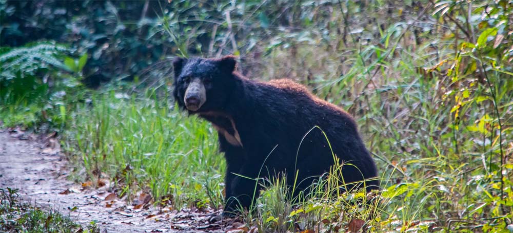 देउखुरीमा भालुको आक्रमणबाट एक महिला घाइते