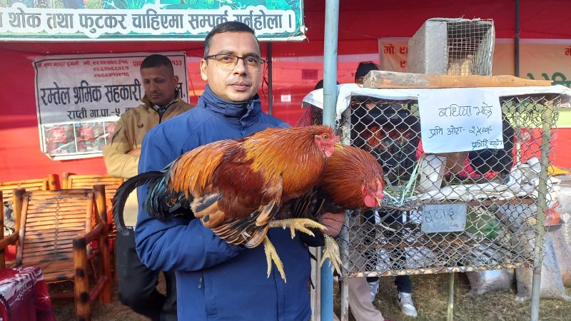 लालमटिया महोत्सवमा बधिया भाले बन्यो दर्शकको रोजाइ