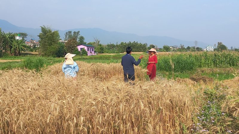 गहुँ उत्पादन गर्ने किसान खोज्दै राप्ती गाउँपालिका : प्रथम हुनेलाई नगद १२ हजार रूपैयाँ पुरस्कार 