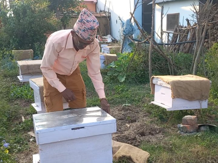 महमा भविष्य खोज्दै लालमणी भुसाल : १० घारबाट सुरू गरे मौरीपालन व्यवसायी 