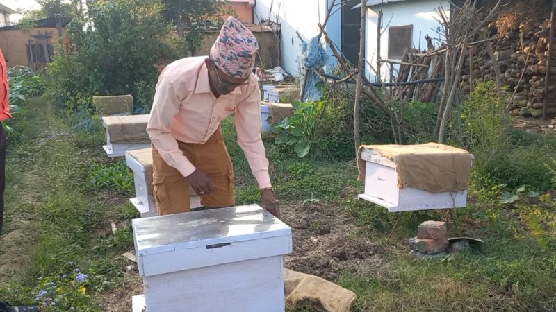 महमा भविष्य खोज्दै लालमणी भुसाल : १० घारबाट सुरू गरे मौरीपालन व्यवसायी 