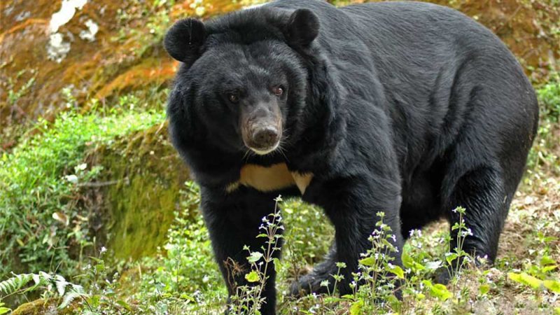 राप्तीमा भालुको आक्रमणबाट मोटरसाइकलमा सवार एक जना घाइते