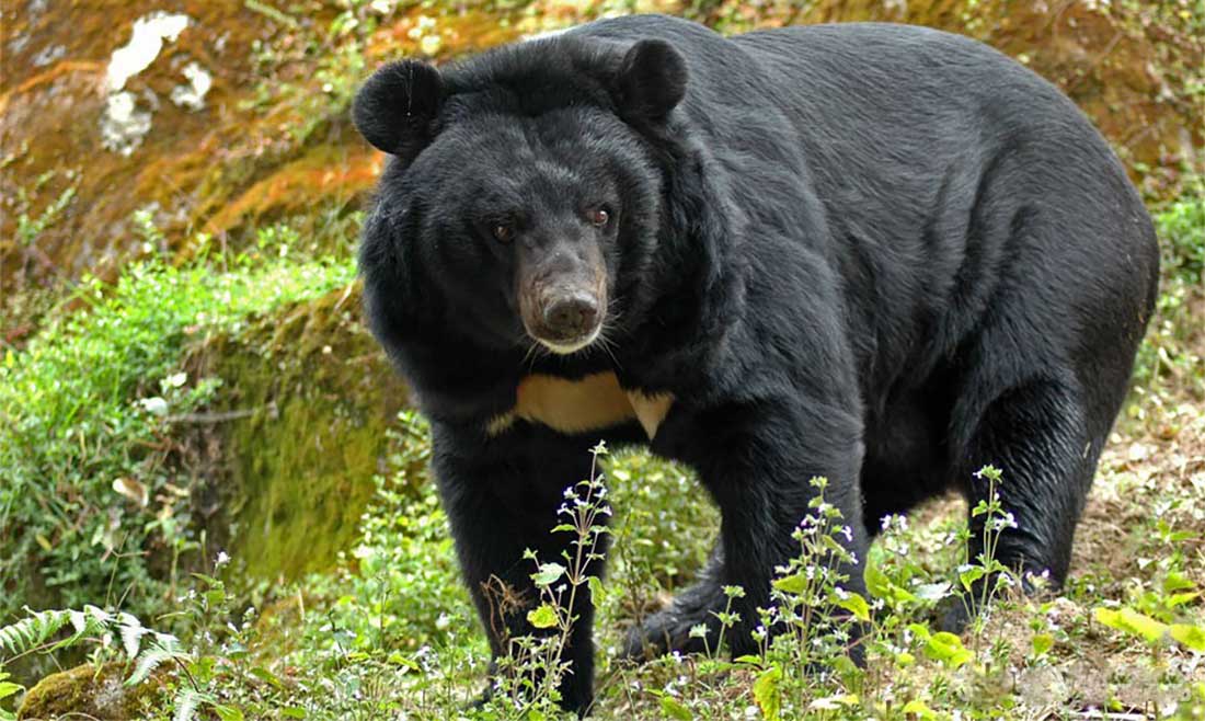 राप्तीमा भालुको आक्रमणबाट मोटरसाइकलमा सवार एक जना घाइते