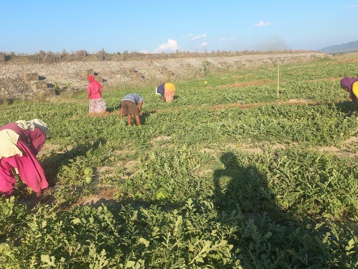 भगवानपुर स्थित राप्तीको बगरमा सामूहिक खरभुजा खेती, बाँझो जमिनबाट आम्दानी खोजिदै