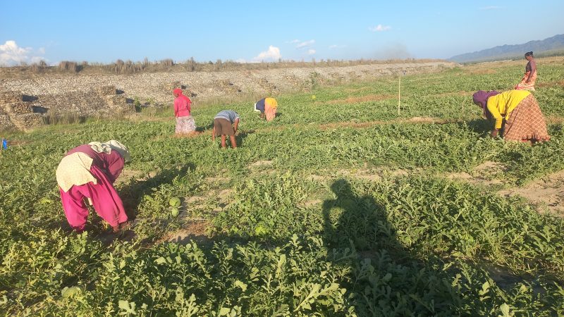 भगवानपुर स्थित राप्तीको बगरमा सामूहिक खरभुजा खेती, बाँझो जमिनबाट आम्दानी खोजिदै