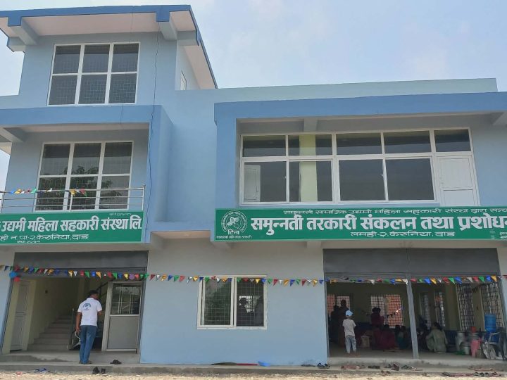 समुन्नती सहकारीद्धारा तरकारी संकलन तथा प्रशोधन केन्द्र स्थापना :  बजारीकरणमा सहज