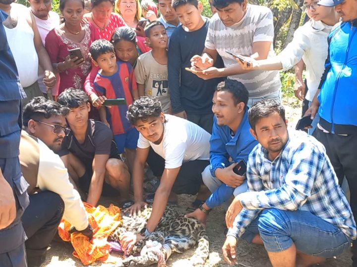 भालुवाङमा चितुवा छोप्न खोज्दा २ जना घाइते : चितुवा नियन्त्रणमा