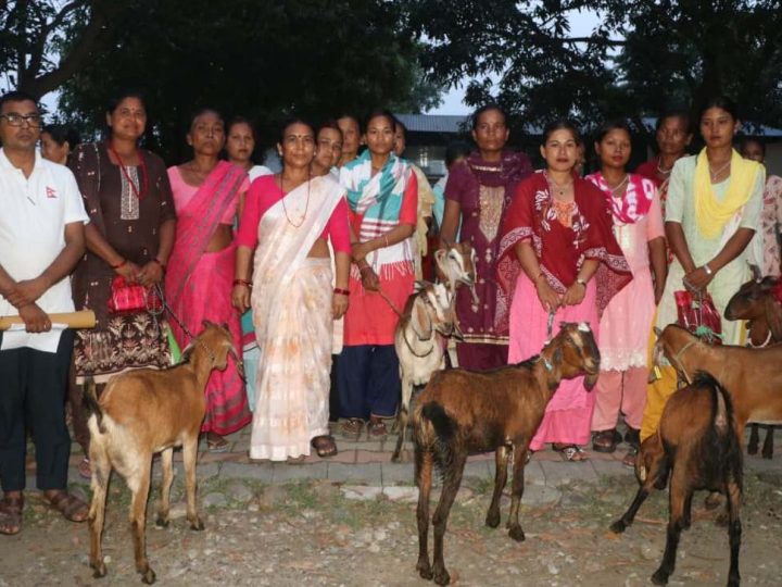 राप्ती गाउँपालिकाद्वारा मुक्त कमैया कम्लहरीको आयआर्जन वृद्धि गर्न बाख्रा वितरण