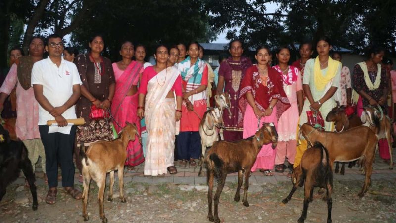 राप्ती गाउँपालिकाद्वारा मुक्त कमैया कम्लहरीको आयआर्जन वृद्धि गर्न बाख्रा वितरण