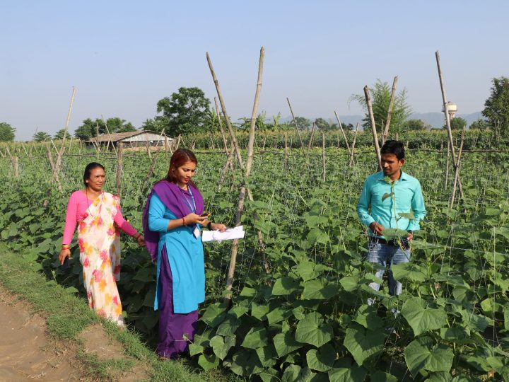 राप्तीमा करार खेती :  ३२ कृषक २८ बिघामा नगदेबाली उत्पादन गर्दै
