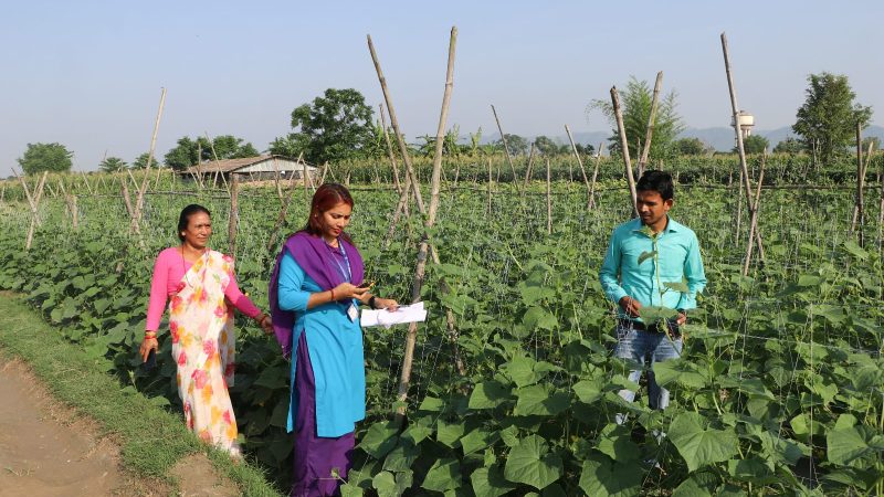 राप्तीमा करार खेती :  ३२ कृषक २८ बिघामा नगदेबाली उत्पादन गर्दै